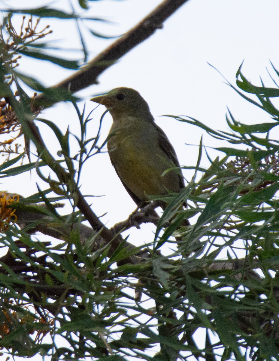 Western Tanager - Kim Moore