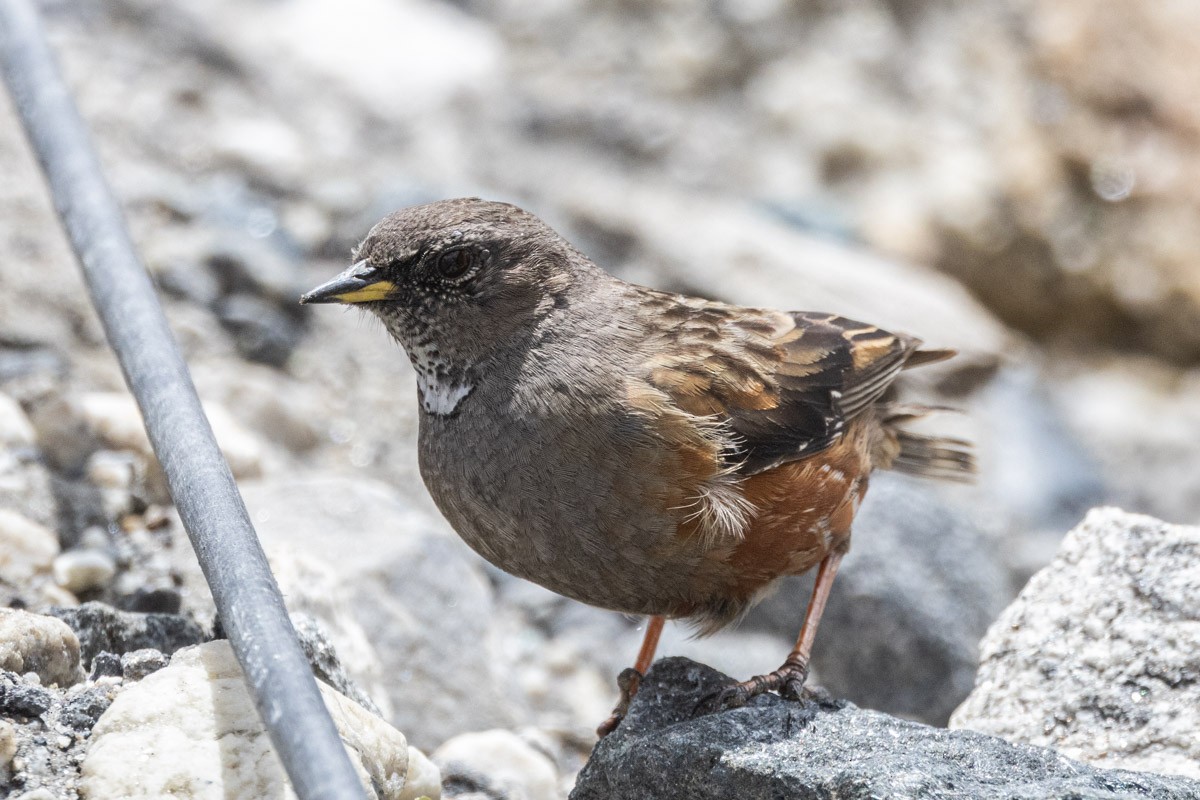 Alpine Accentor - Uday Agashe