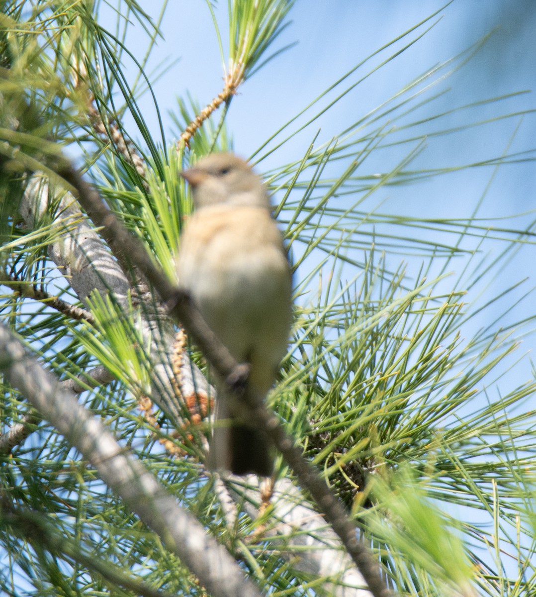 Lazuli Bunting - Kim Moore