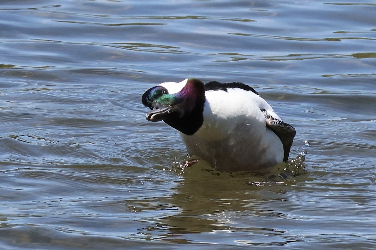 Bufflehead - Gil Ewing