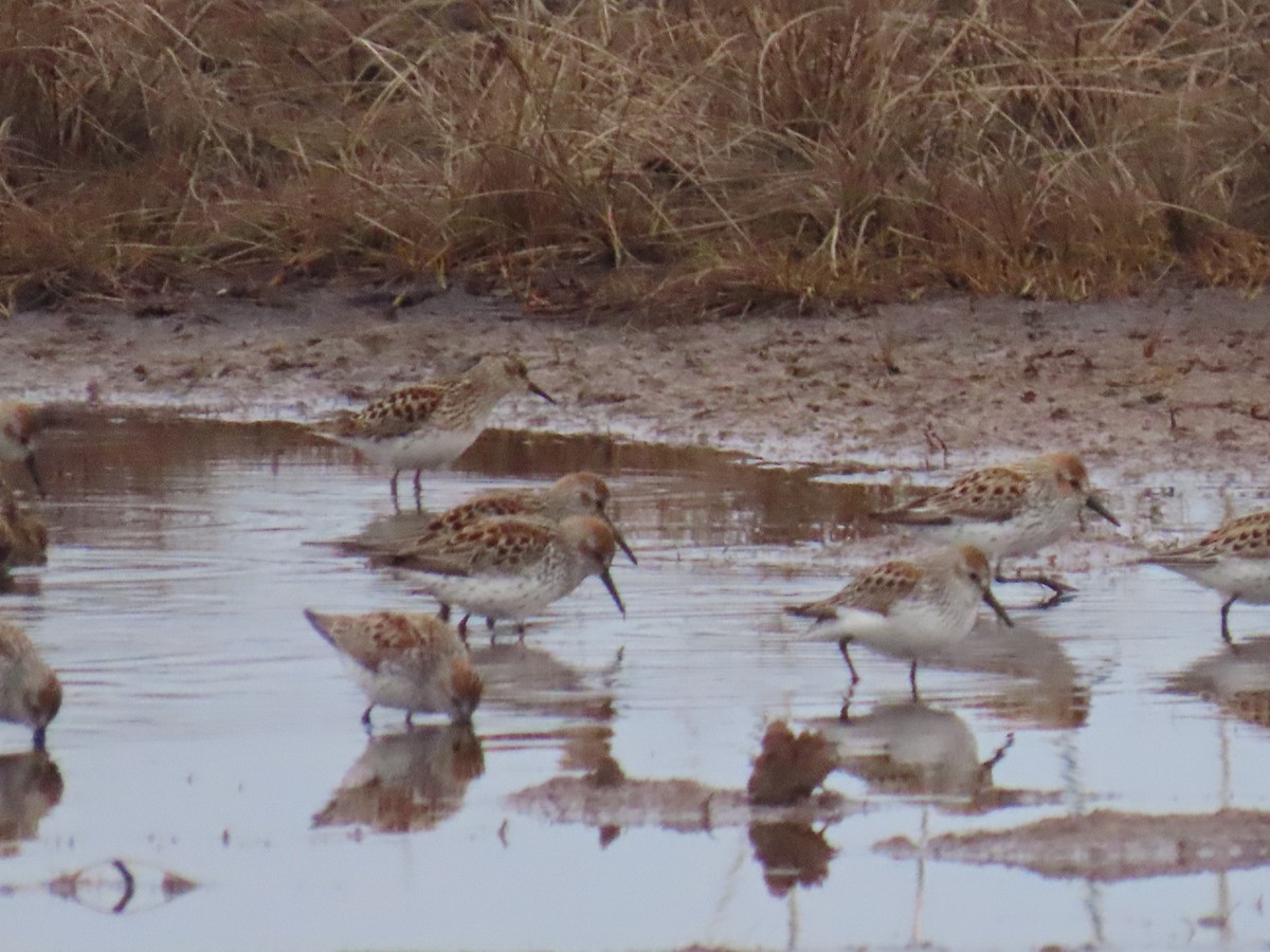 Western Sandpiper - Laura Burke