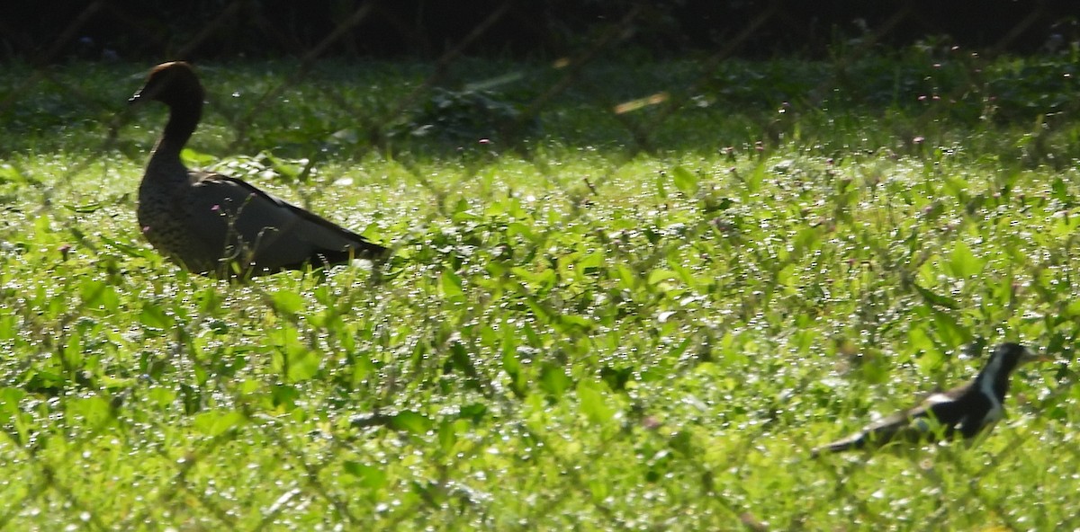 Magpie-lark - Suzanne Foley