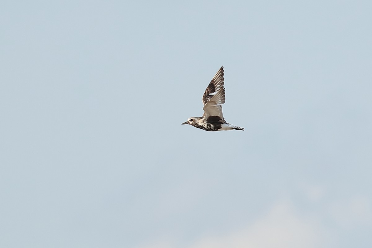 Black-bellied Plover - Todd Burrows