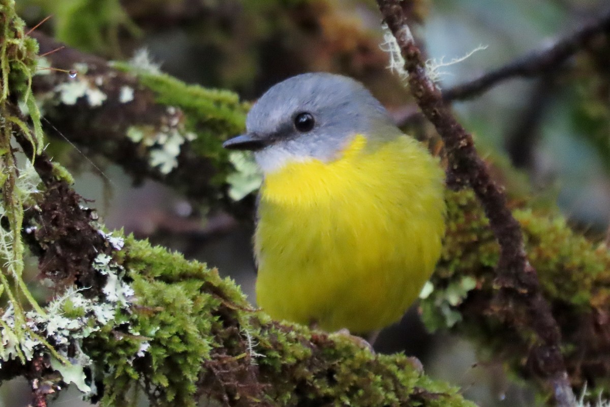 Eastern Yellow Robin - Wendy Shanley