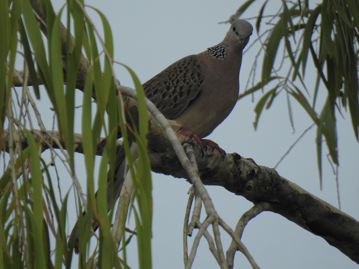 Spotted Dove - Monica Mesch