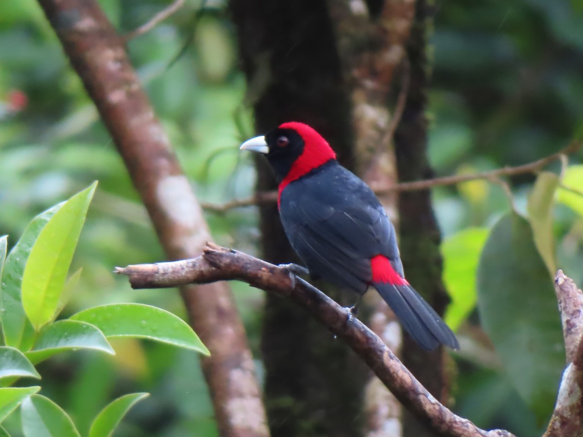 Crimson-collared Tanager - Diane Wong-Kone