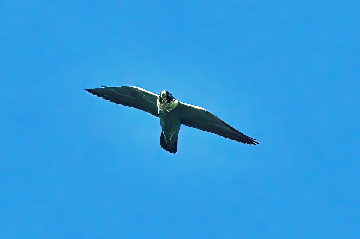Peregrine Falcon (Australian) - Alfons  Lawen
