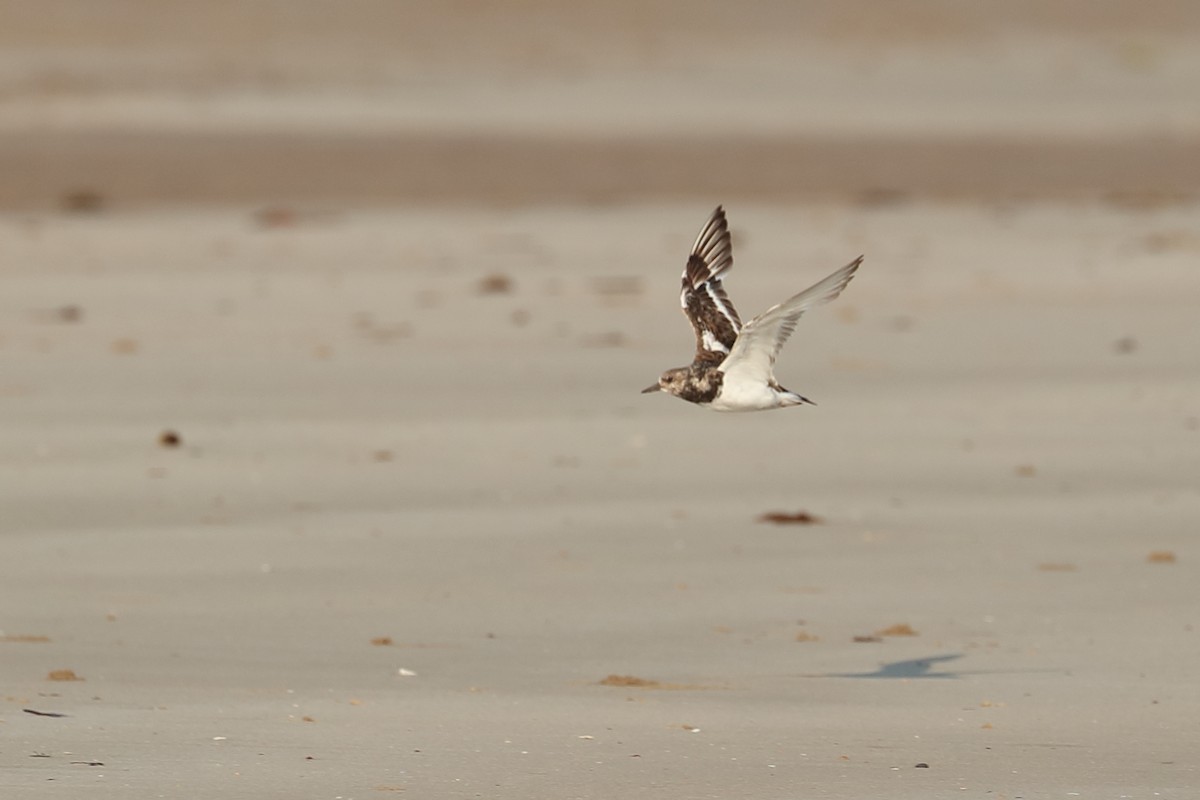 Ruddy Turnstone - ML619118151