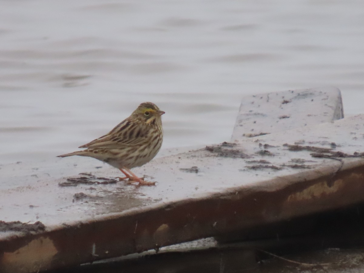 Savannah Sparrow - Laura Burke