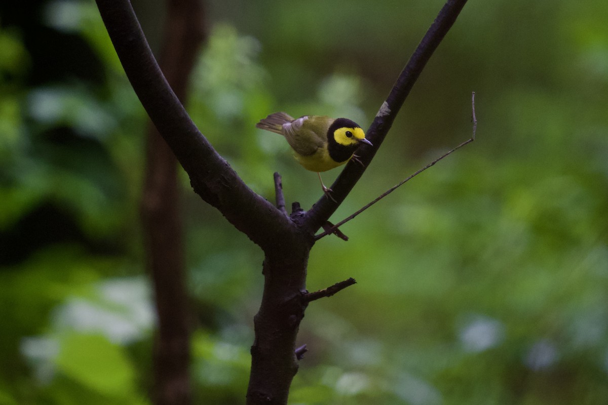 Hooded Warbler - ML619118161