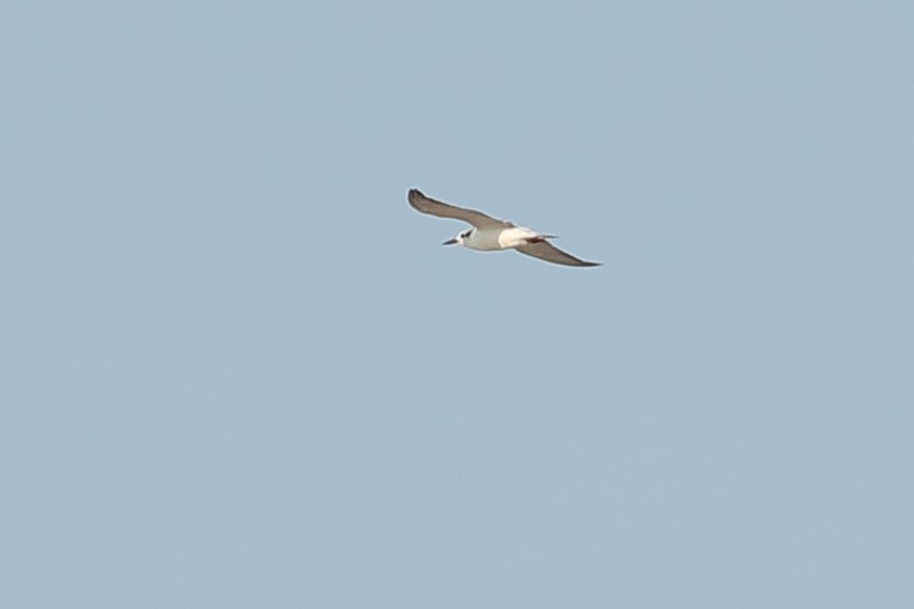 Weißbart-Seeschwalbe - ML619118167