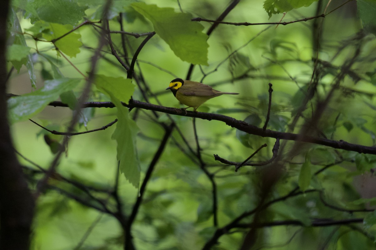 Hooded Warbler - ML619118181