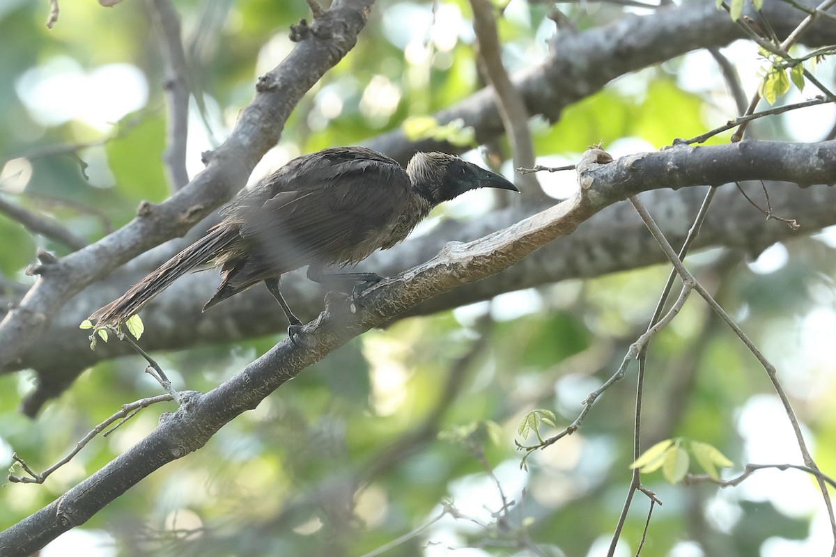 Helmeted Friarbird - ML619118205