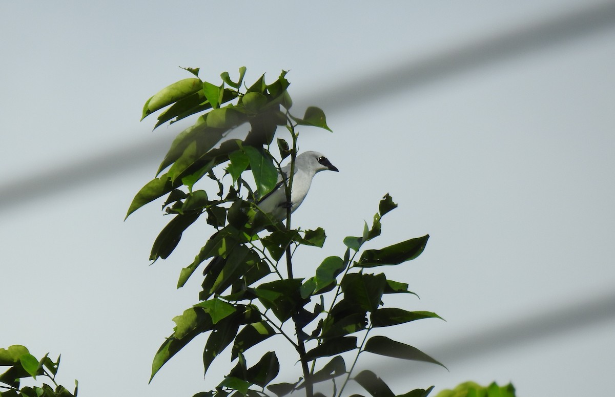 White-bellied Cuckooshrike - Monica Mesch