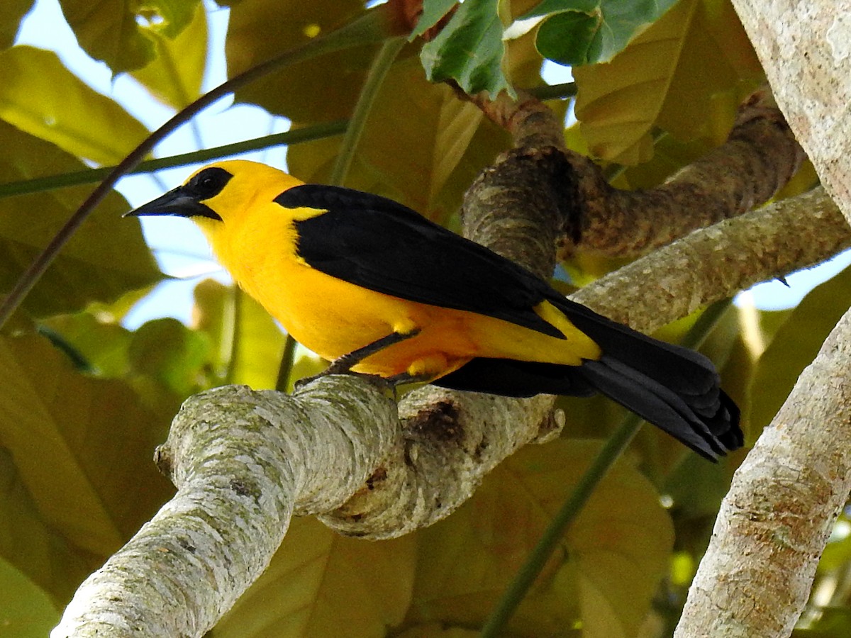 Oriole Blackbird - Diana Alexandra Romero Poveda