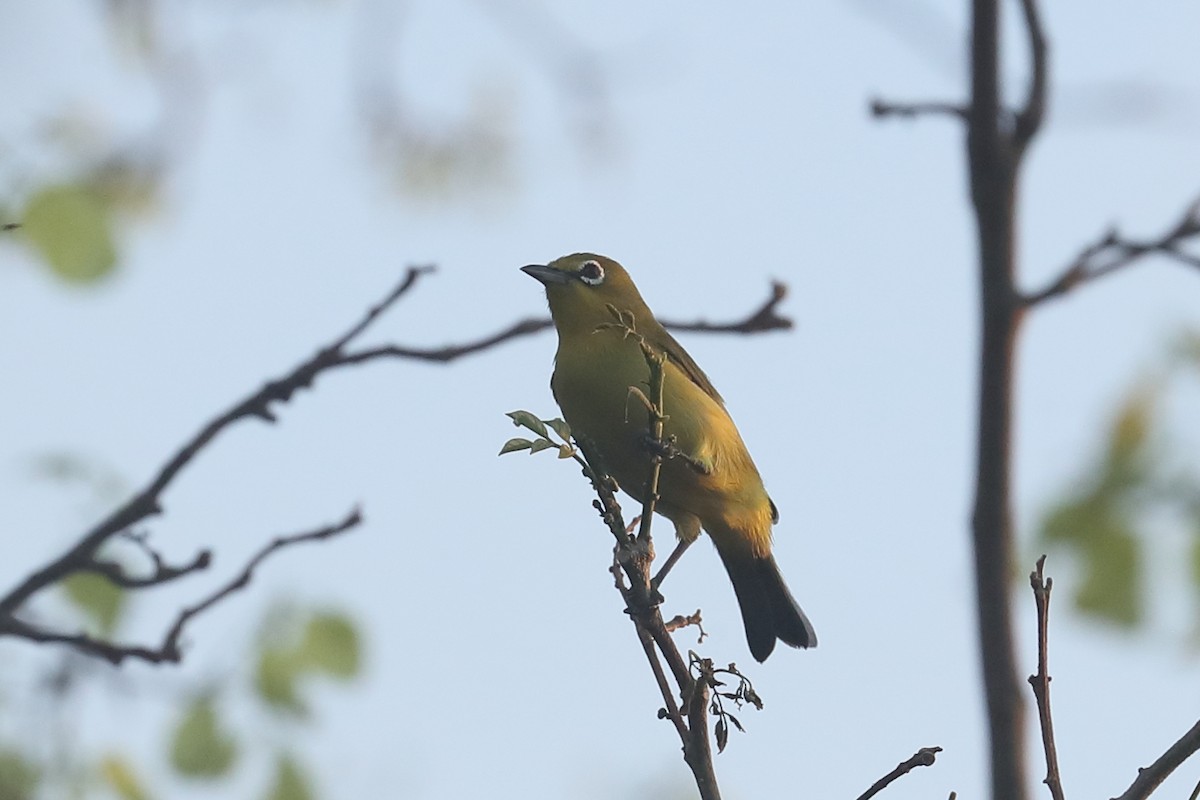 Australian Yellow White-eye - Todd Burrows