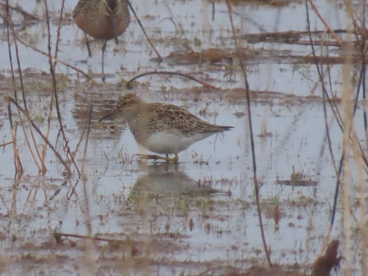 Pectoral Sandpiper - Laura Burke