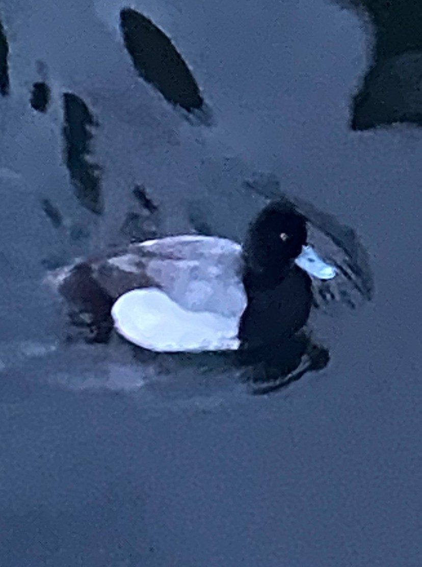 Greater Scaup - ML619118265