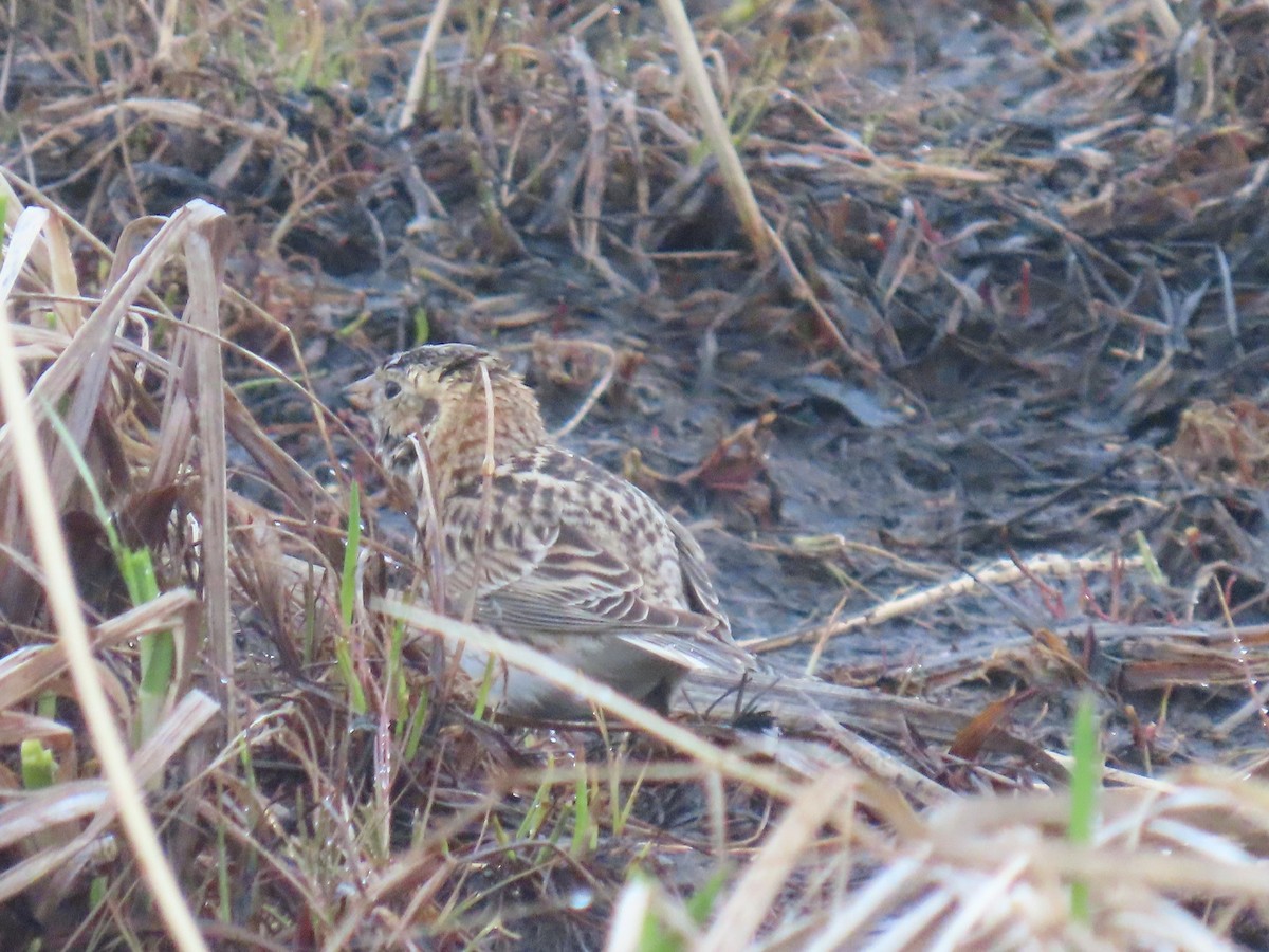 Lapland Longspur - Laura Burke