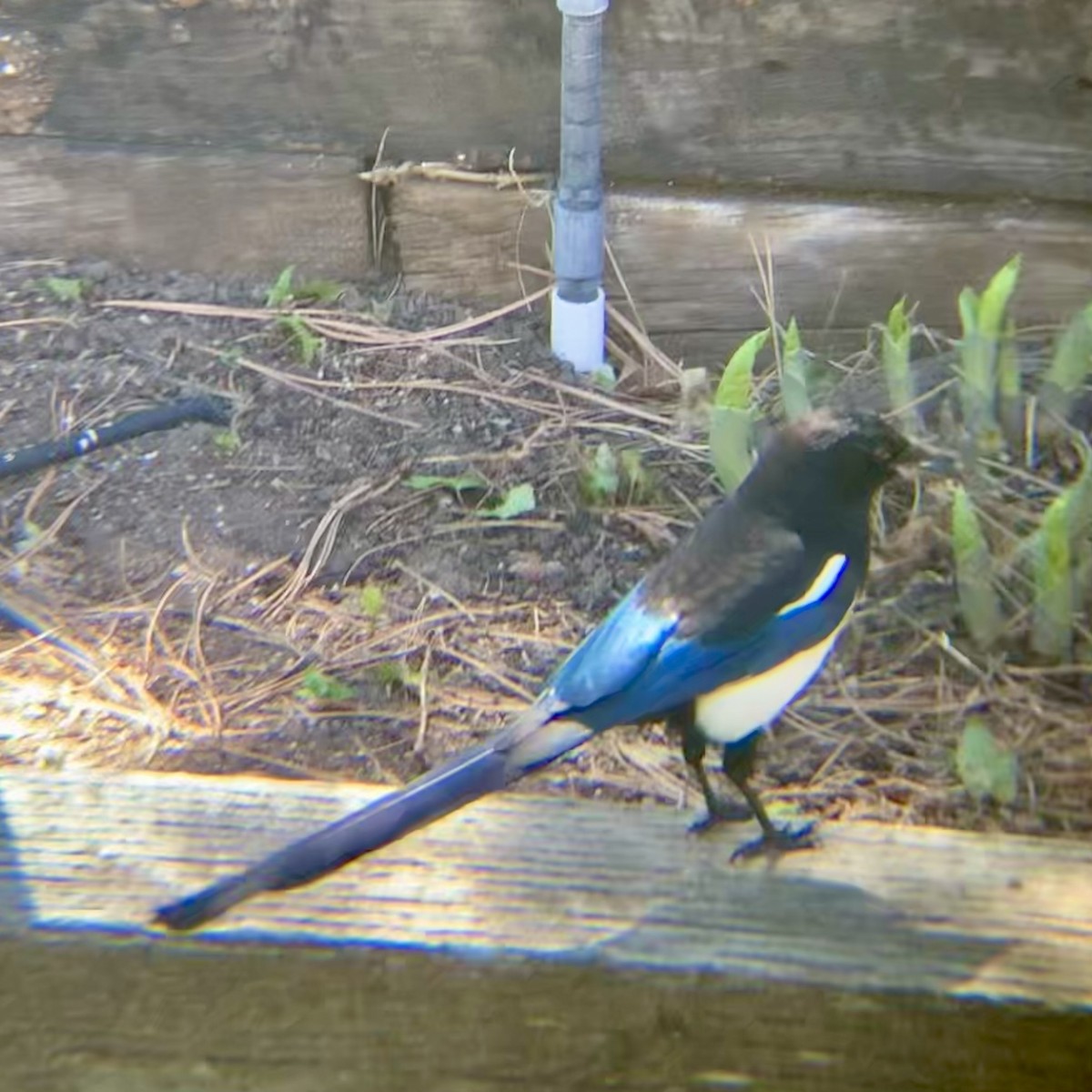 Black-billed Magpie - Rob Kent de Grey