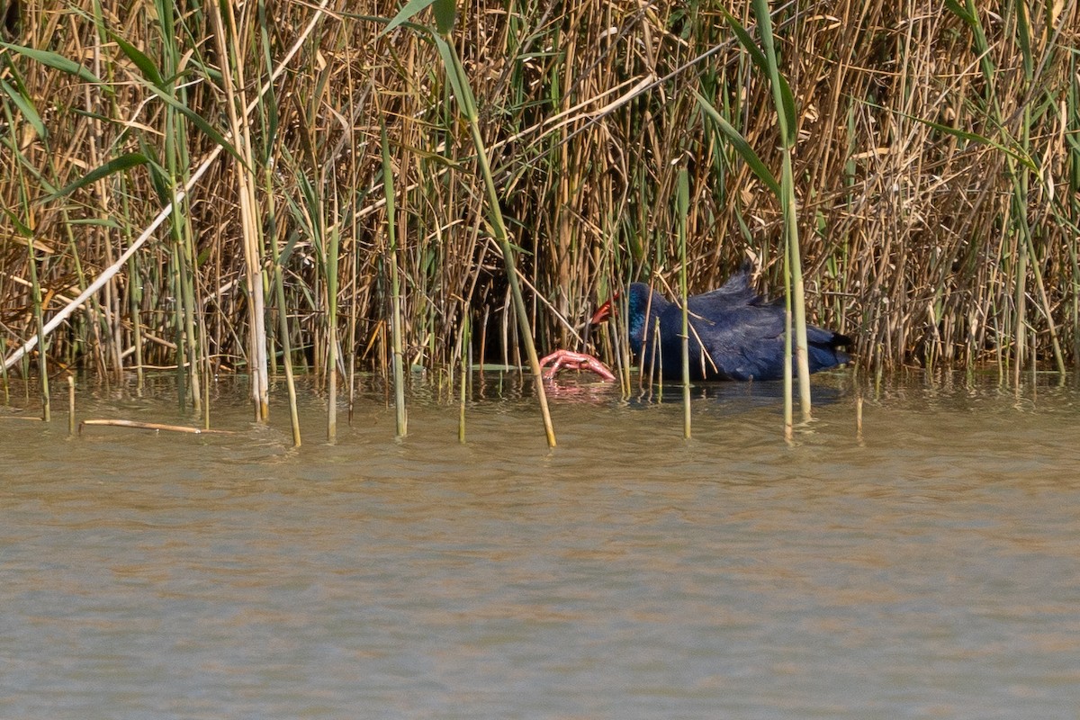 Western Swamphen - John  Bursnall