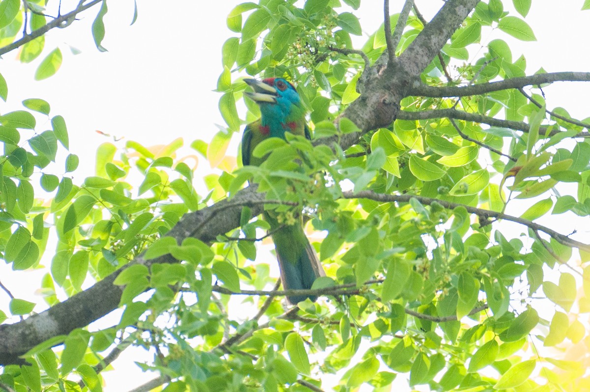 Blue-throated Barbet - Munshi Abul Barakat