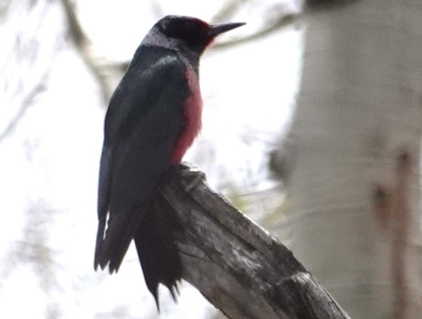 Lewis's Woodpecker - ML619118319