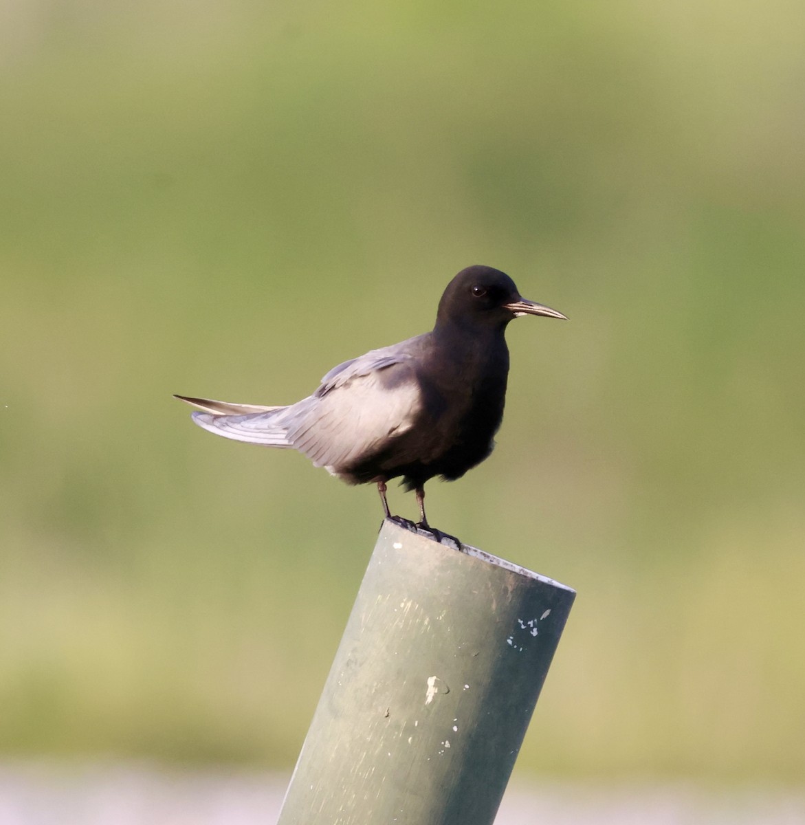 Black Tern - ML619118330