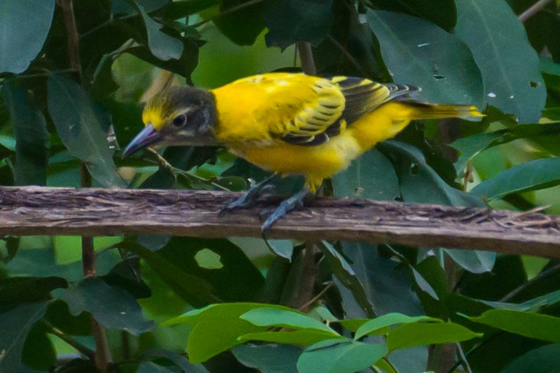 Black-hooded Oriole - Munshi Abul Barakat