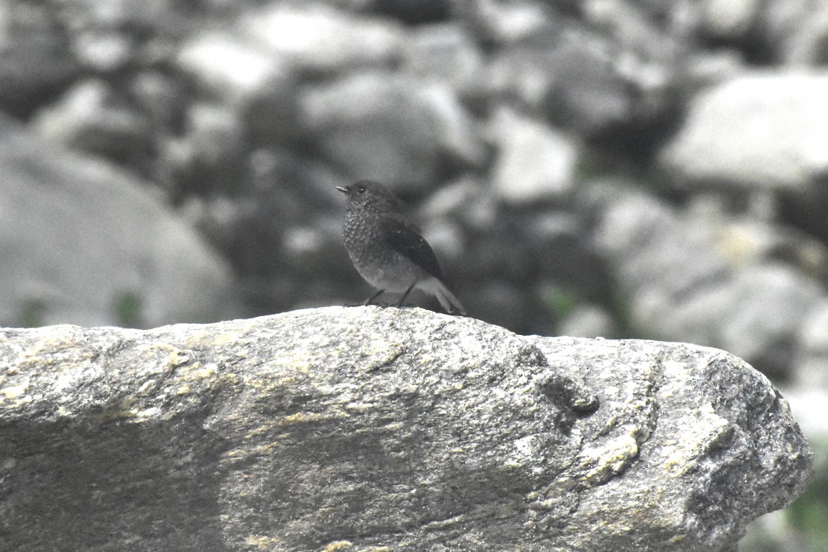 Plumbeous Redstart - Jageshwer verma