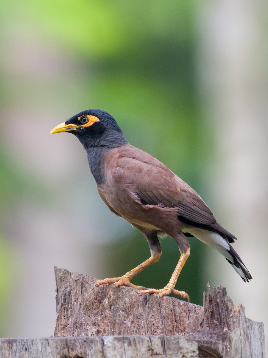 Common Myna - Munshi Abul Barakat