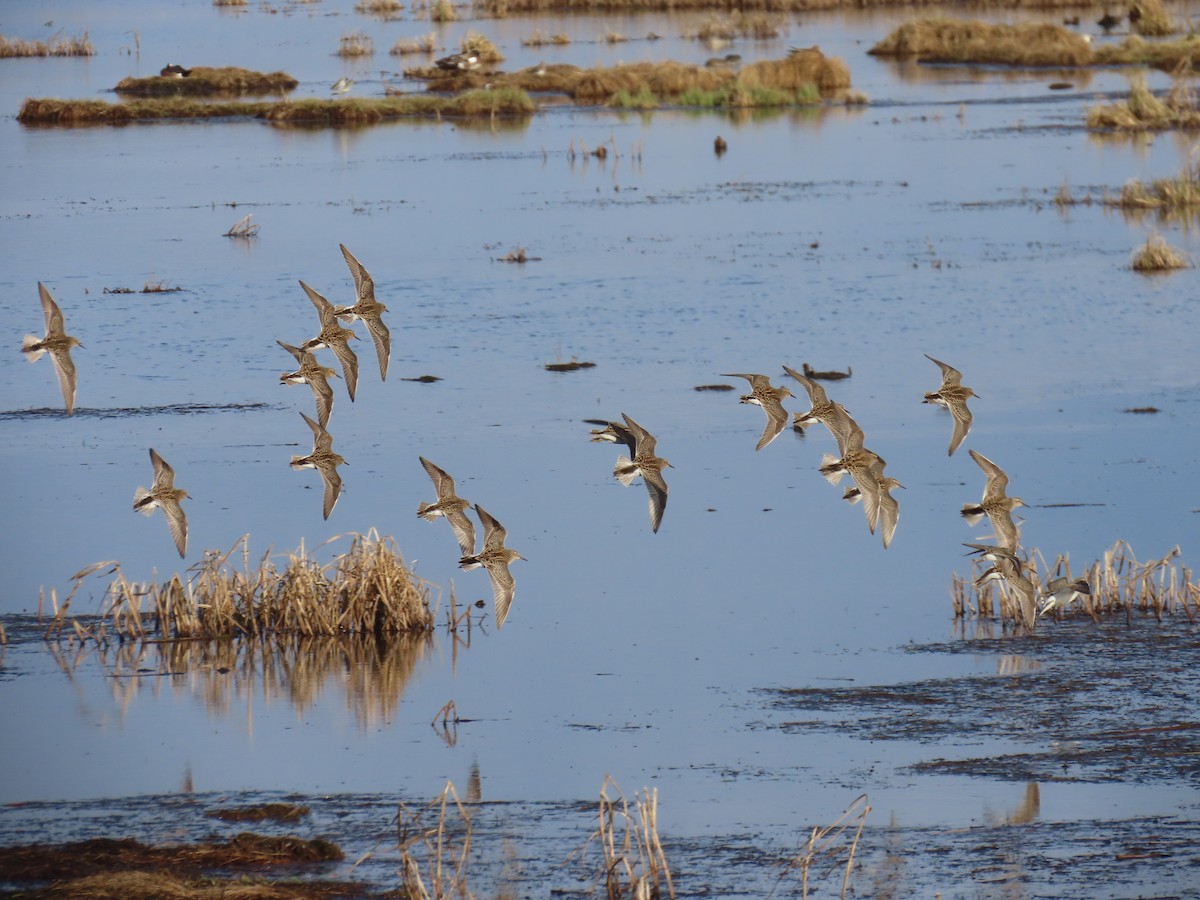 Pectoral Sandpiper - Laura Burke