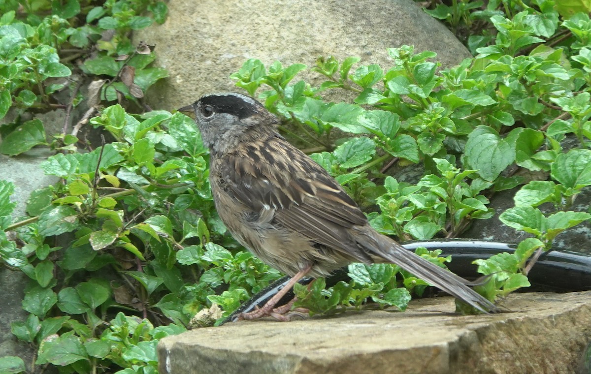 Golden-crowned Sparrow - Matt Dufort