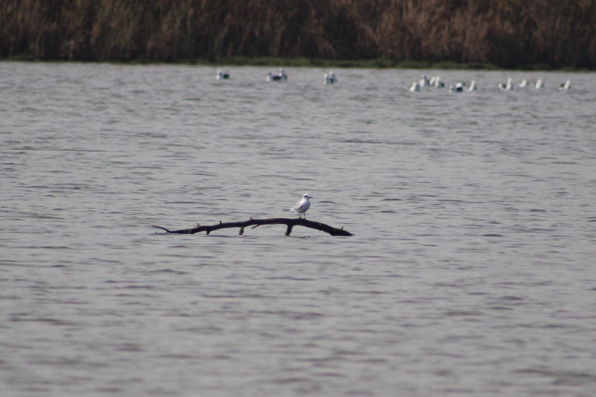 Snowy-crowned Tern - ML619118404