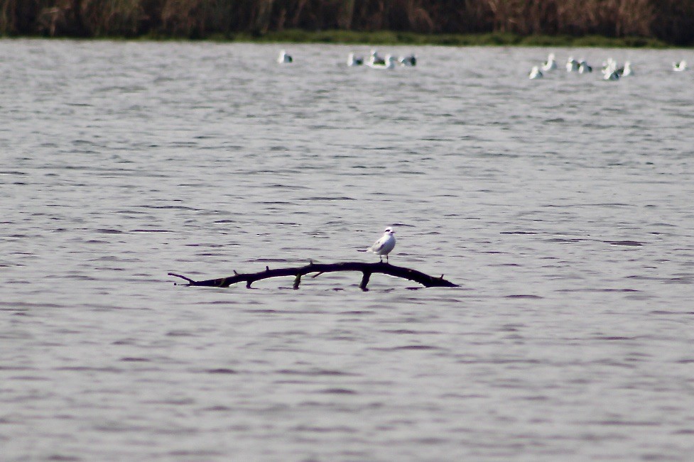 Snowy-crowned Tern - ML619118405