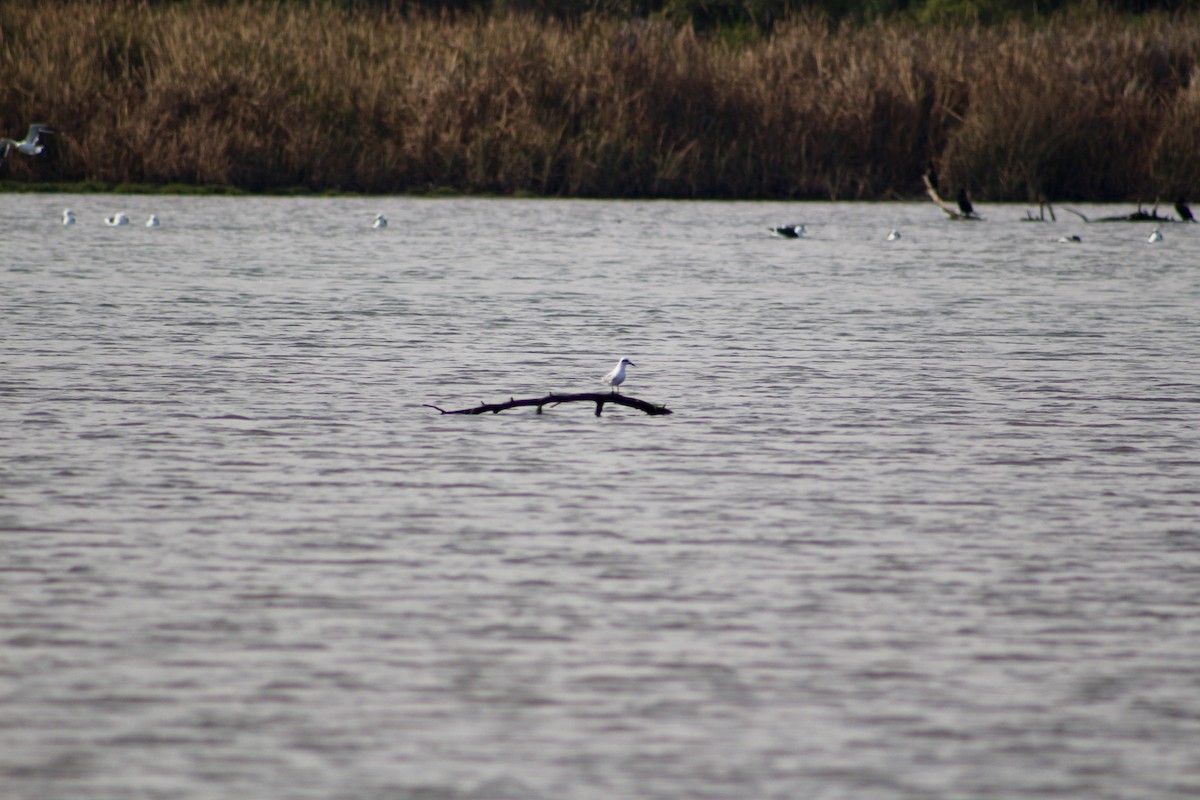 Snowy-crowned Tern - ML619118406