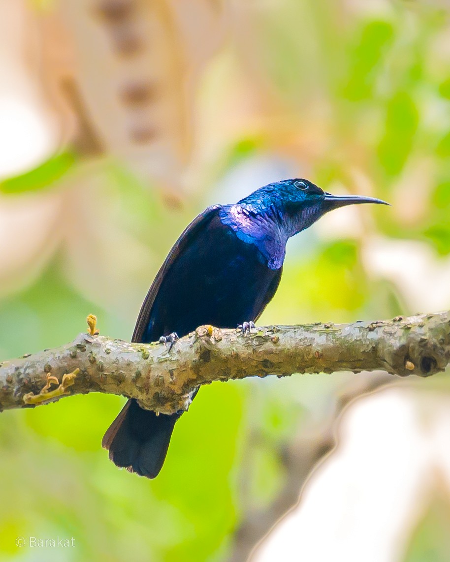 Purple Sunbird - Munshi Abul Barakat