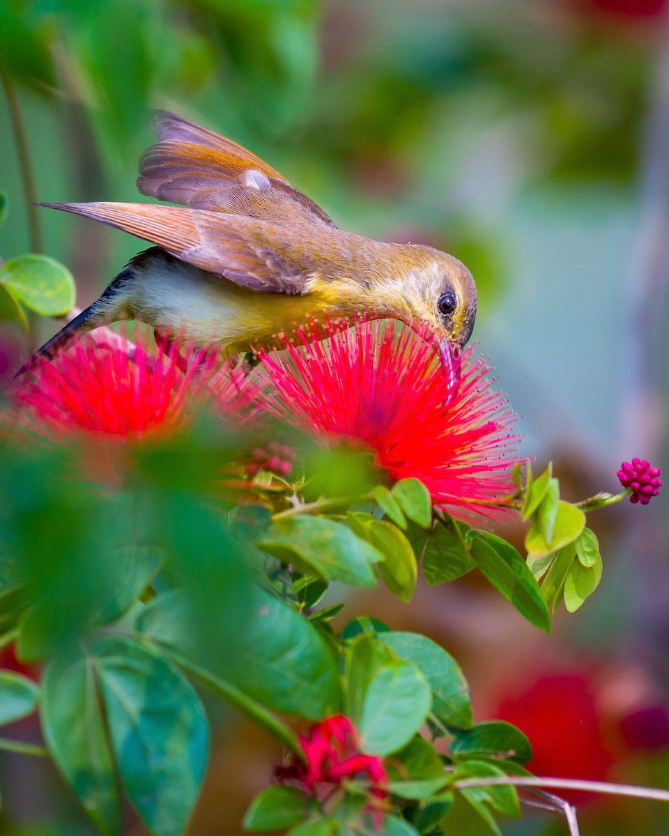 Purple Sunbird - Munshi Abul Barakat