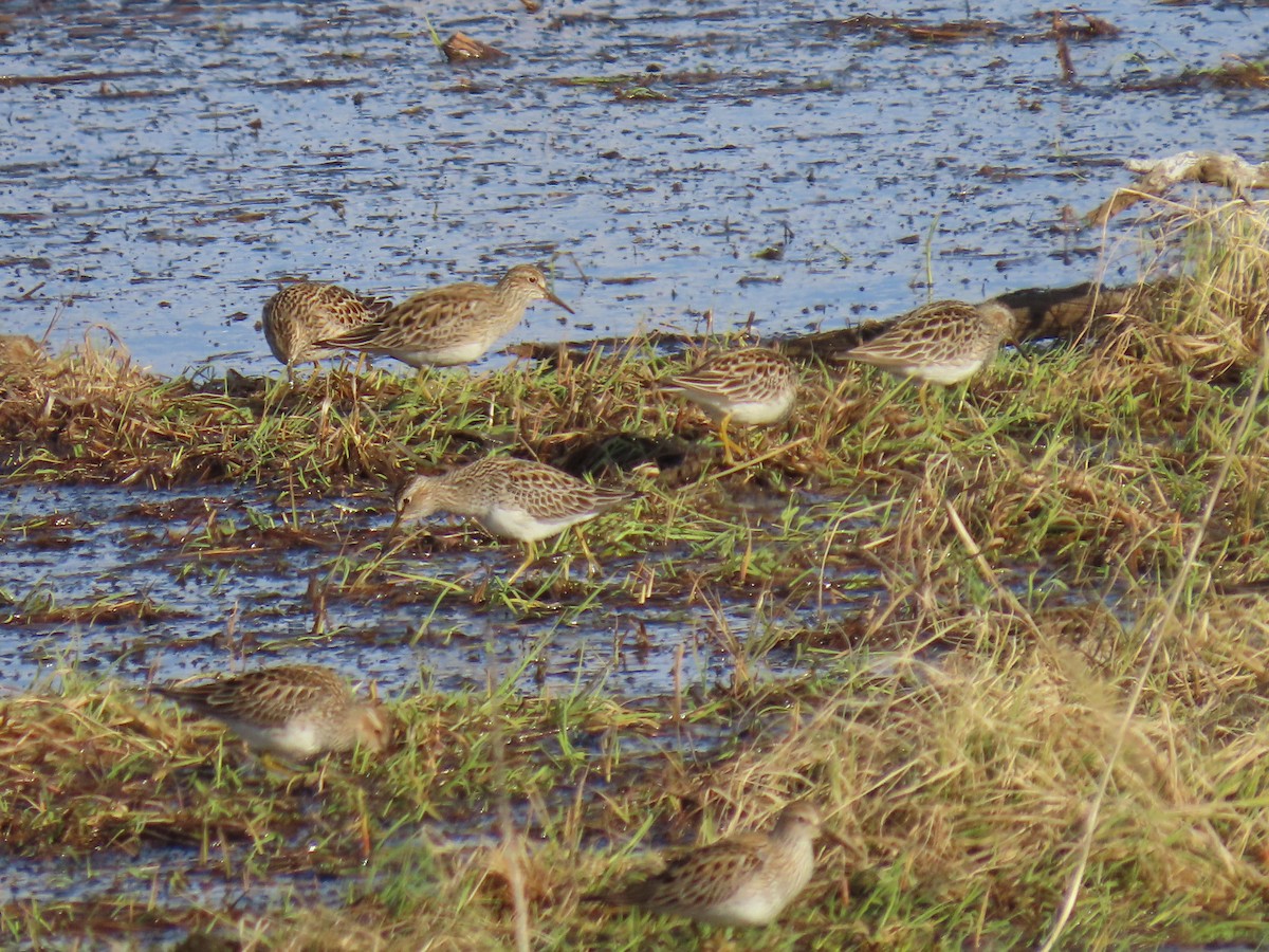 Pectoral Sandpiper - Laura Burke