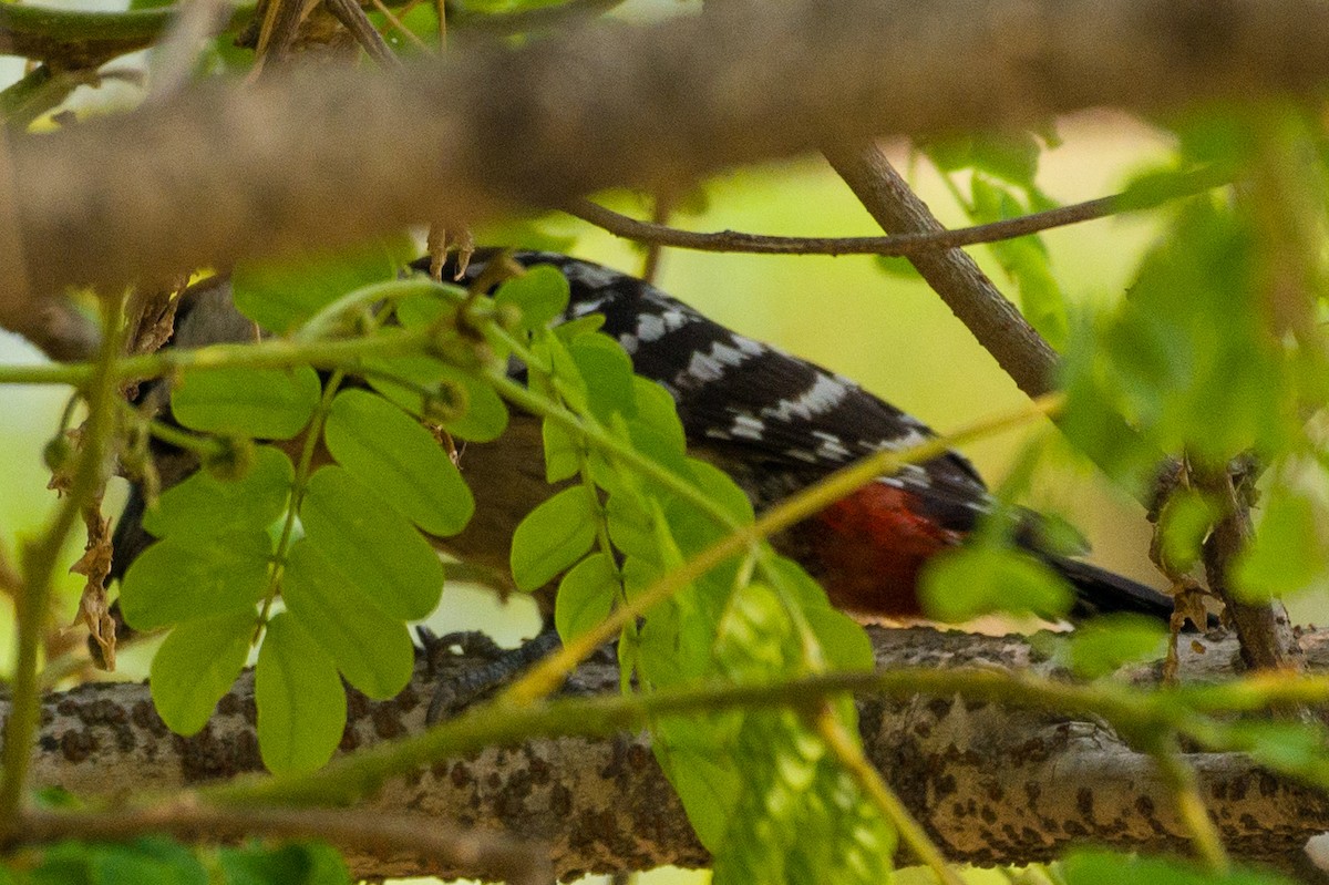 Fulvous-breasted Woodpecker - Munshi Abul Barakat