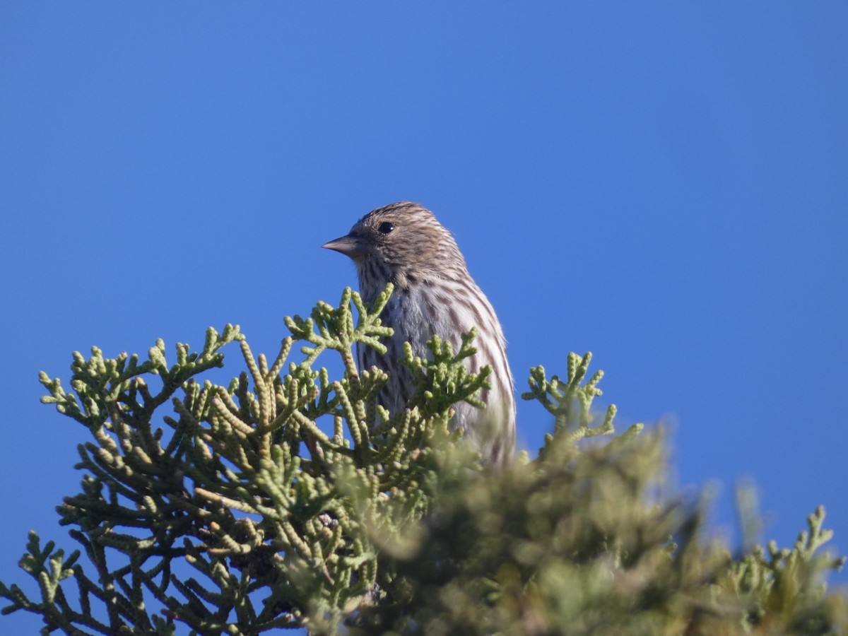 Pine Siskin - Ryan Seppala