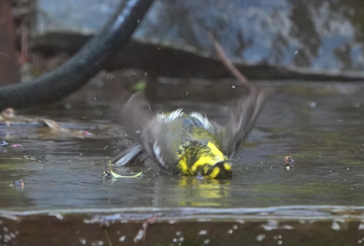 Townsend's Warbler - Matt Dufort