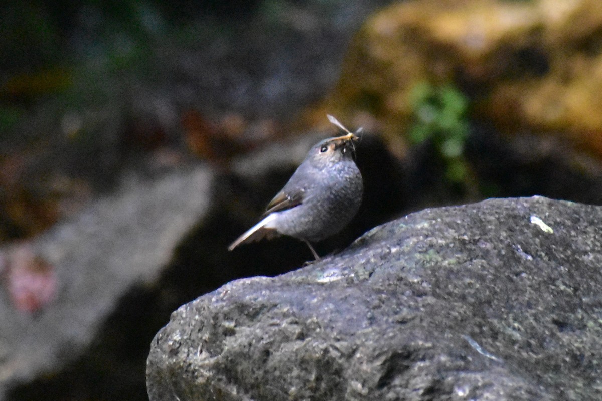 Plumbeous Redstart - Jageshwer verma