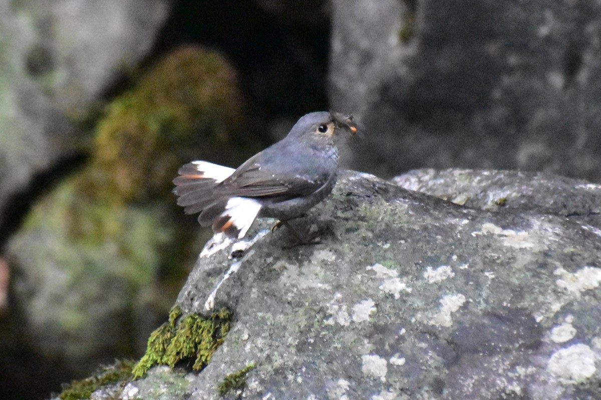 Plumbeous Redstart - Jageshwer verma