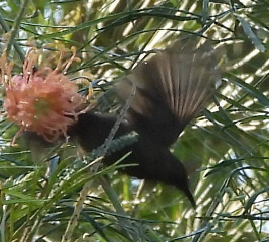 Dusky Myzomela - Suzanne Foley