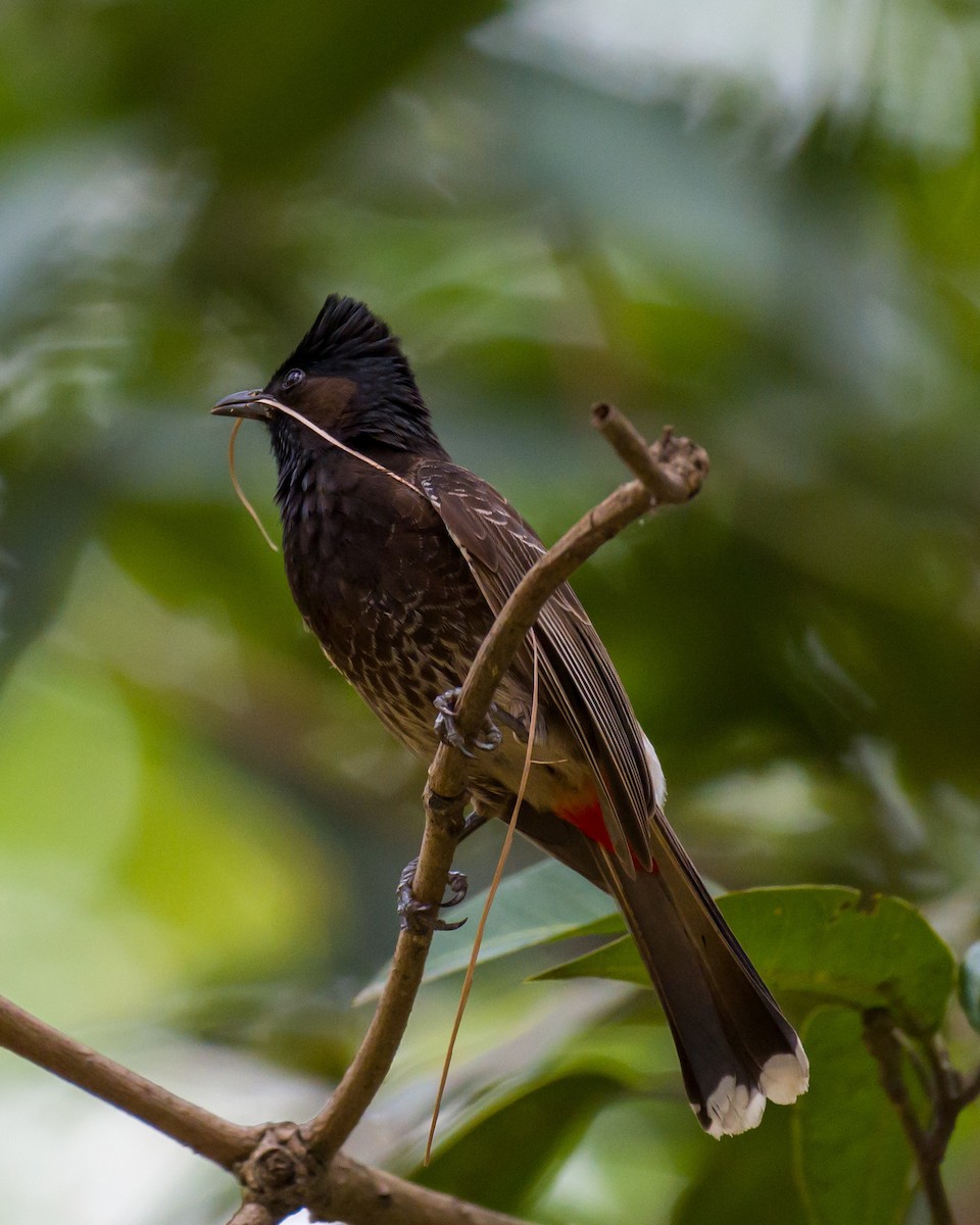 Red-vented Bulbul - Munshi Abul Barakat