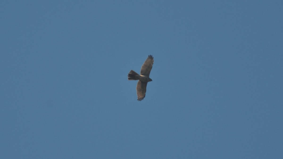 Brown Goshawk - Dirk Tomsa