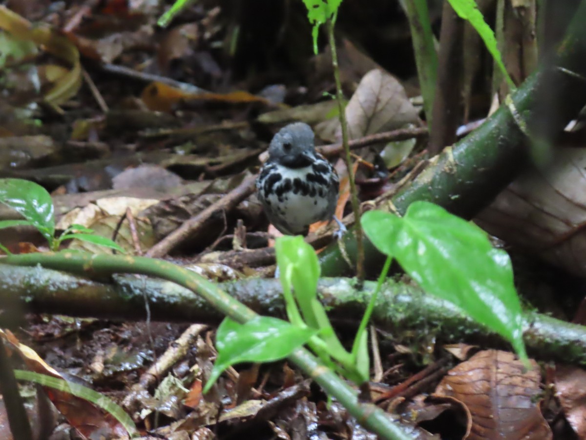 Spotted Antbird - Diane Wong-Kone