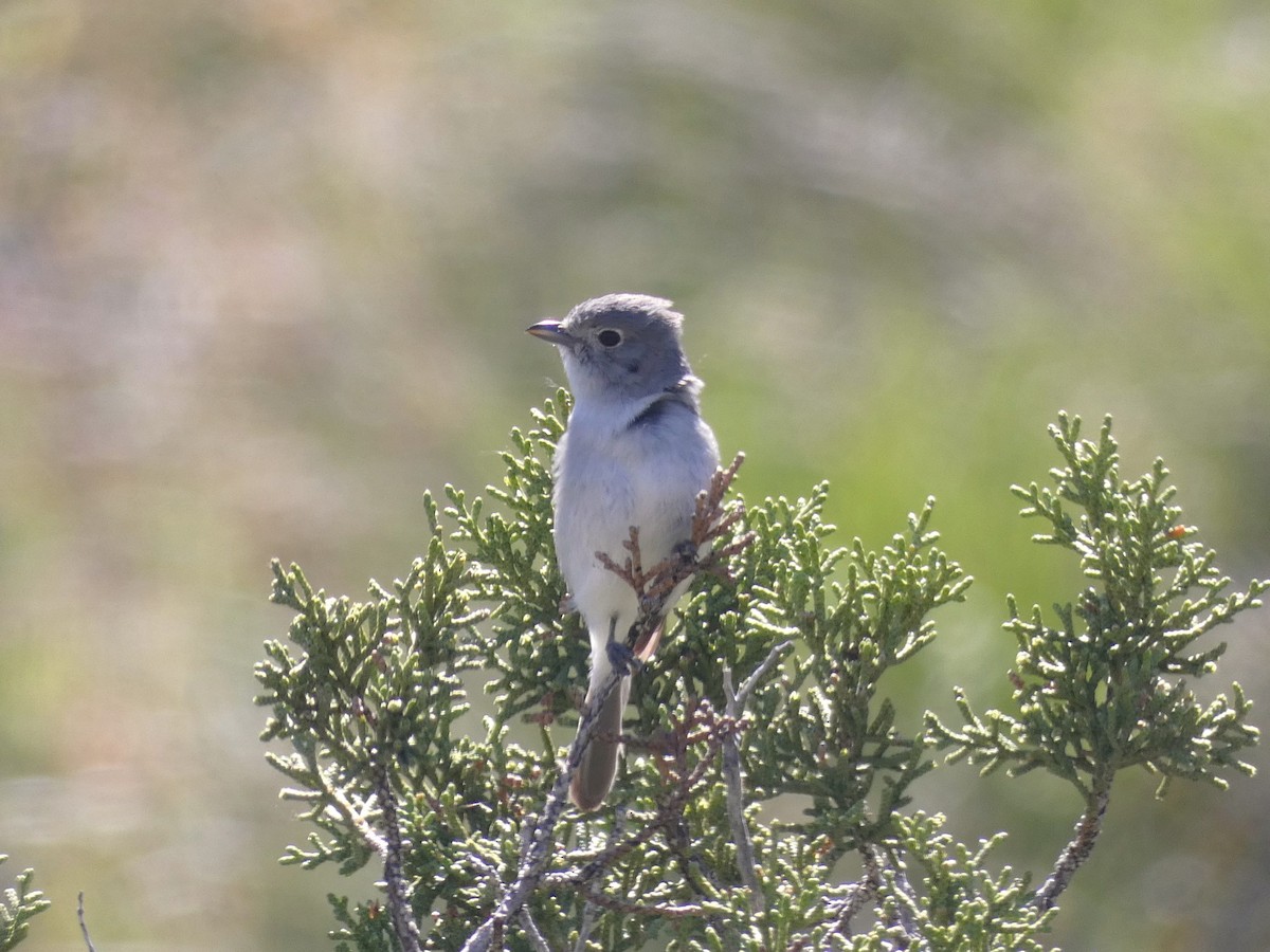 Gray Vireo - Ryan Seppala