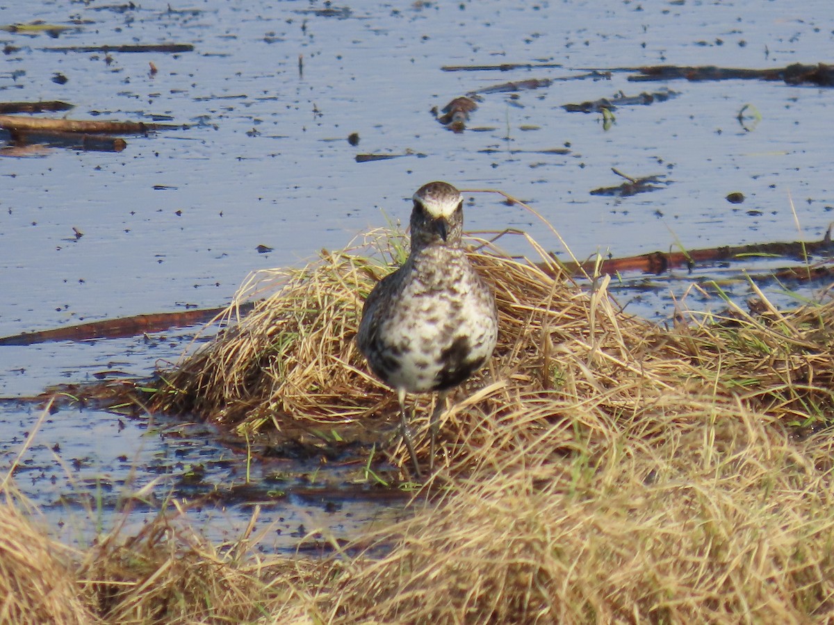 Black-bellied Plover - Laura Burke